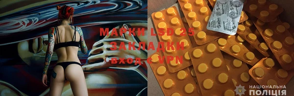 прущие грибы Гусев